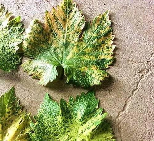 葡萄花叶病症状是什么？如何有效防治？
