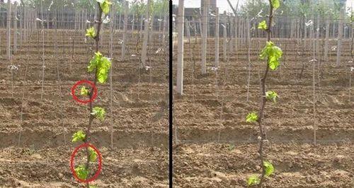葡萄环剥的最佳时机是什么时候？哪种技术方法最有效？