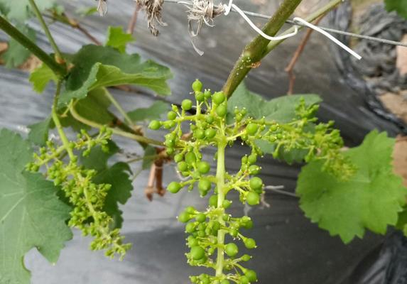 葡萄会开花吗？葡萄开花的样子是怎样的？