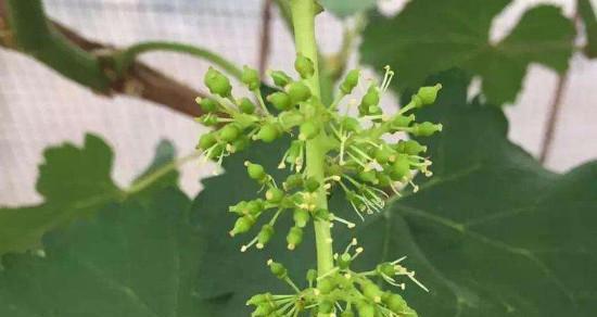 葡萄几月份开花结果？如何确保葡萄高产优质？