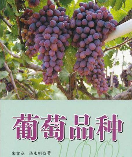 葡萄开花结果时间表是怎样的？果实何时成熟？