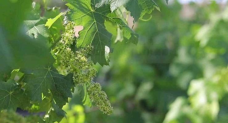 葡萄开花结果时间表是怎样的？果实何时成熟？
