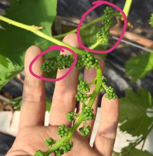 葡萄几月开花结果？什么时候开花什么时候结果？