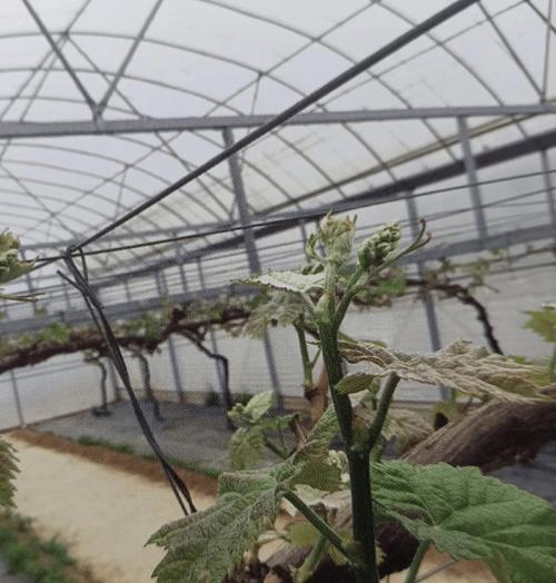 葡萄几月开花结果？什么时候开花什么时候结果？