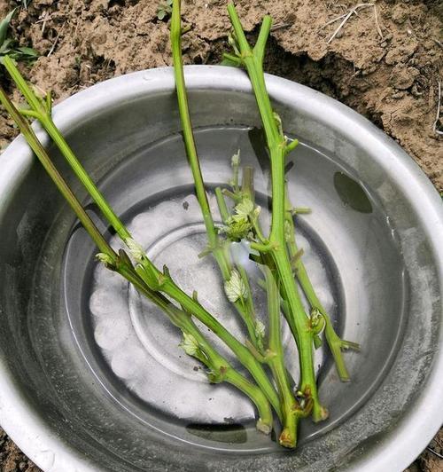葡萄嫁接的最佳时间是什么时候？有哪些有效方法？