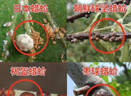 葡萄介壳虫用什么药管用？防治方法有哪些？