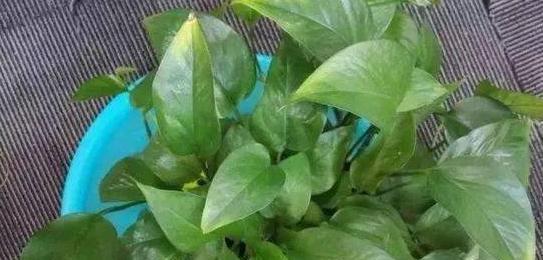 葡萄酒浇花真的好吗？正确使用方法是什么？