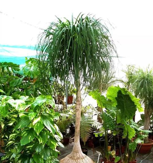 葡萄酒浇花真的好吗？正确使用方法是什么？