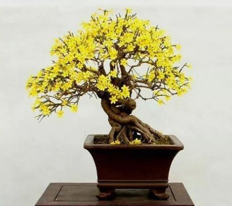 葡萄酒浇花真的好吗？正确使用方法是什么？