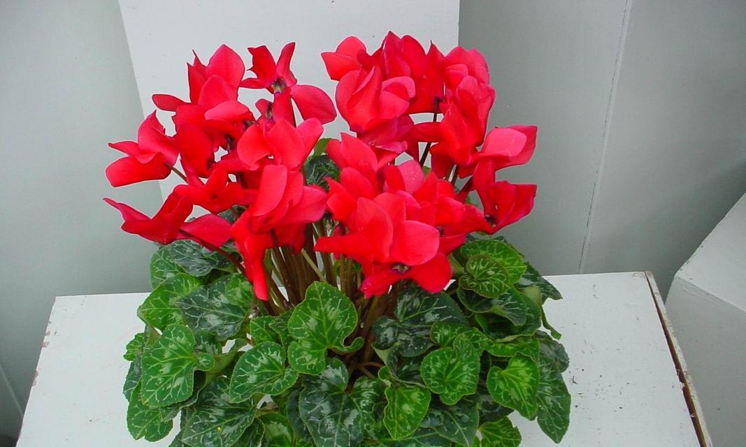 葡萄酒稀释后是否适合用来浇花？