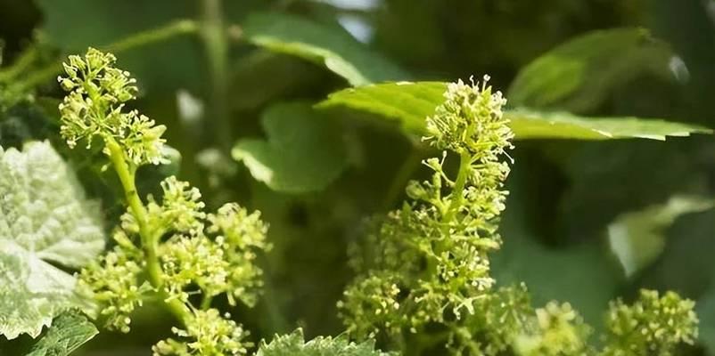 葡萄开花吗？开花时长的什么样子？