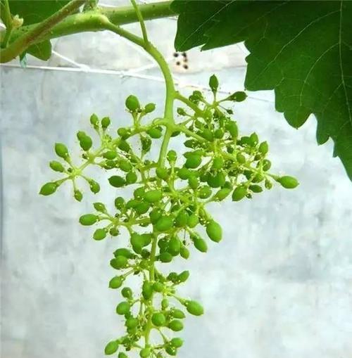 葡萄开花吗？开花时长的什么样子？