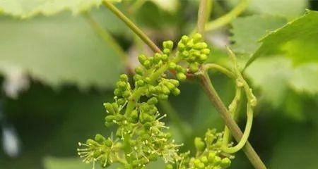 葡萄开花时浇水的正确方法和注意事项是什么？