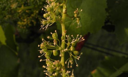 葡萄科植物有哪些种类？它们的特性是什么？