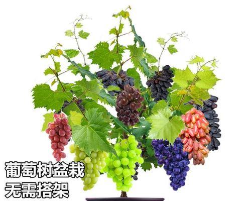 葡萄种植在花盆里可行吗？如何管理？