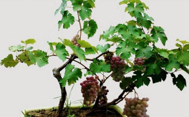 葡萄种植在花盆里可行吗？如何管理？