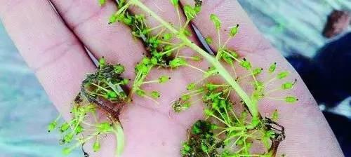 葡萄烂根怎么办？有效预防和处理方法是什么？