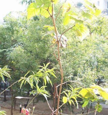 葡萄烂根怎么办？有效预防和处理方法是什么？