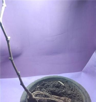 葡萄苗多久需要浇水一次？如何判断浇水频率？