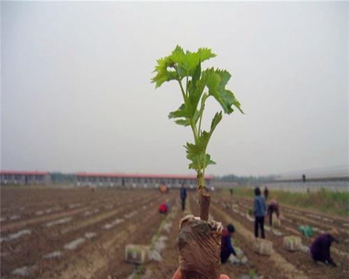 葡萄苗几月份种植最合适？春季还是秋季？