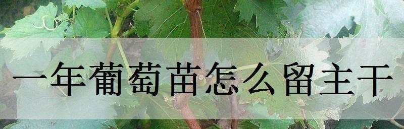 葡萄苗僵苗怎么办？如何有效解决僵苗问题？