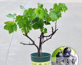 葡萄盆栽用多大的盆种合适？如何选择合适的盆栽尺寸？