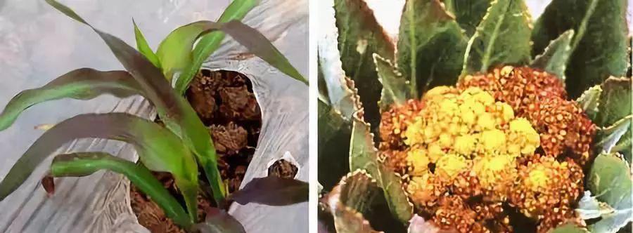 葡萄皮能作为肥料使用吗？如何正确处理和使用？