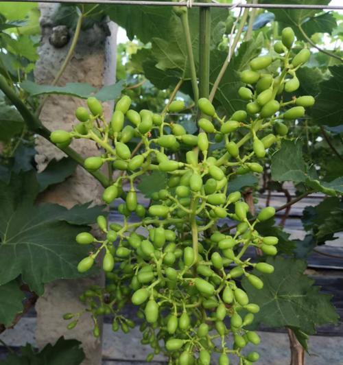 葡萄什么时候开花结果？几月份是开花期？
