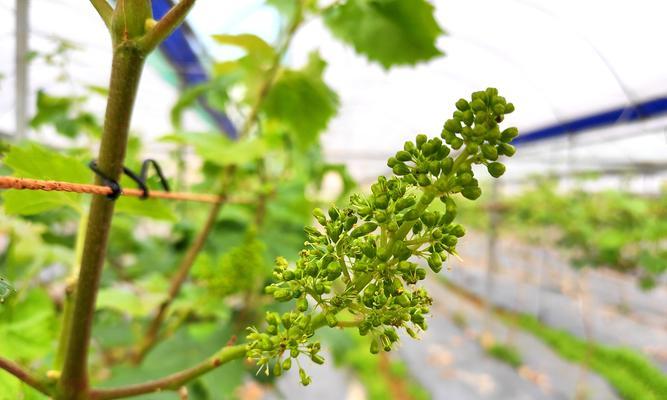 葡萄什么时候开花结果？几月份是开花期？