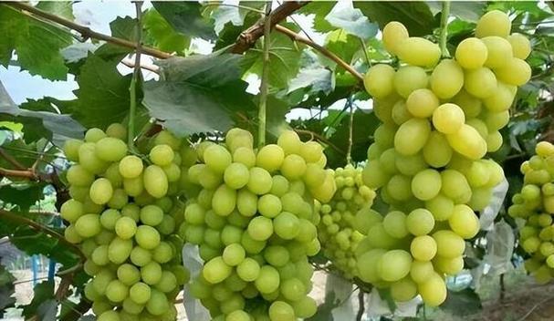 葡萄什么季节种植最好？春季还是秋季？