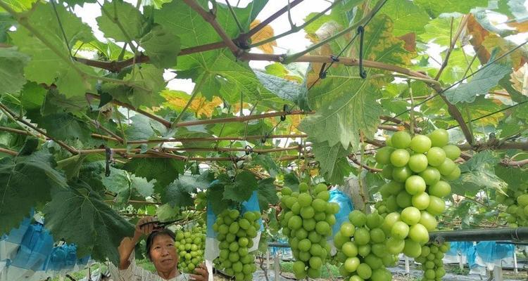 葡萄什么时候采摘最佳？如何判断成熟度？