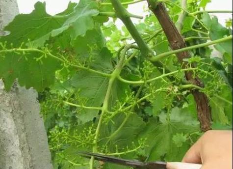葡萄剪枝的最佳时机是什么时候？剪枝后如何管理？