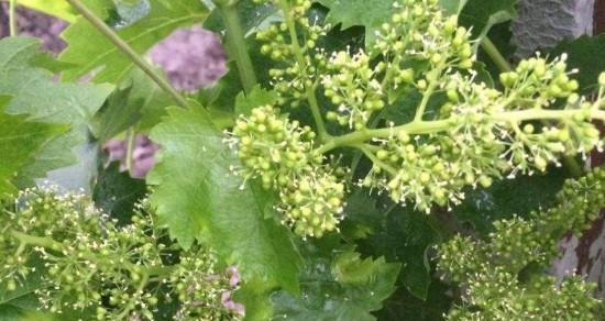 葡萄开花结果的时间是多久？如何促进其开花结果？