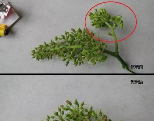 葡萄扦插的最佳时机是什么时候？如何确保扦插成功？