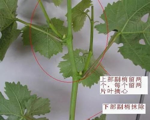 葡萄扦插的最佳时机是什么时候？如何确保扦插成功？