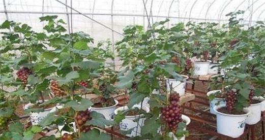 葡萄最佳种植时间是什么时候？种植前需要准备什么？
