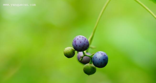 葡萄属于被子植物吗？它们的分类特征是什么？