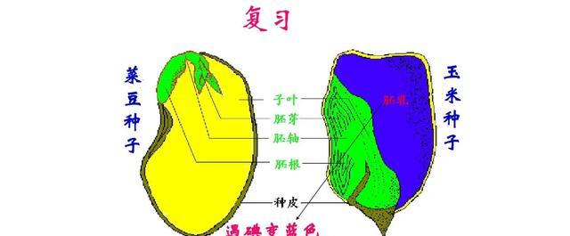 葡萄属于单子叶植物吗？常见误解有哪些？