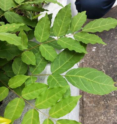 葡萄属于被子植物还是裸子植物？常见误解有哪些？