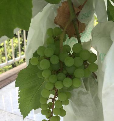 葡萄是什么味道的？如何挑选最甜的葡萄品种？