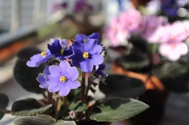 葡萄种植喜阳还是喜阴？光照对葡萄生长的影响是什么？