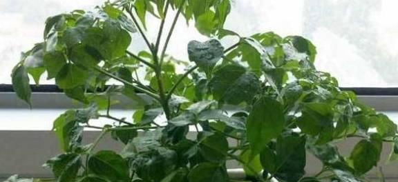 葡萄种植喜阳还是喜阴？光照对葡萄生长的影响是什么？