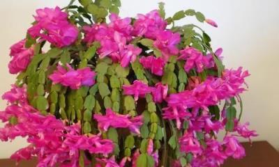 葡萄种植喜阳还是喜阴？光照对葡萄生长的影响是什么？