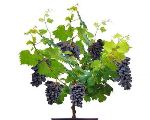 葡萄种植的最佳月份是什么时候？如何正确种植？