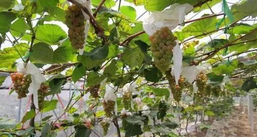 葡萄种植的最佳季节是什么时候？春季还是秋季？