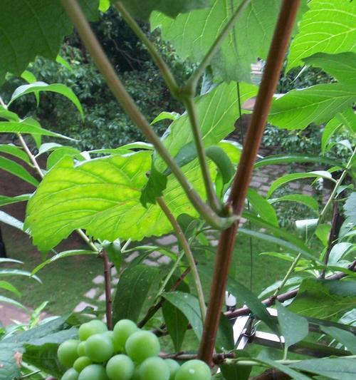 葡萄种植的最佳地区是什么？哪些地方最适合葡萄生长？