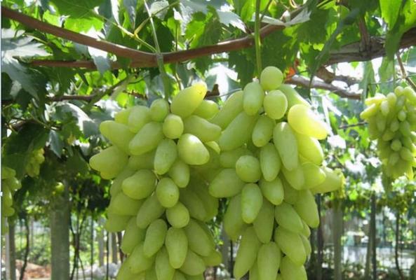 葡萄是果实吗？为什么我们称它为水果？
