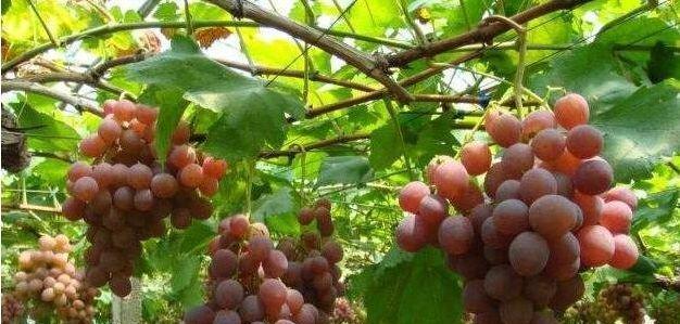 葡萄是经济作物吗？它属于哪一类作物？