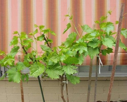葡萄属于什么植物类型？它是藤本植物还是草本植物？