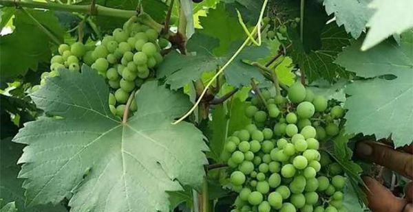 葡萄属于什么作物？它是水果还是蔬菜？